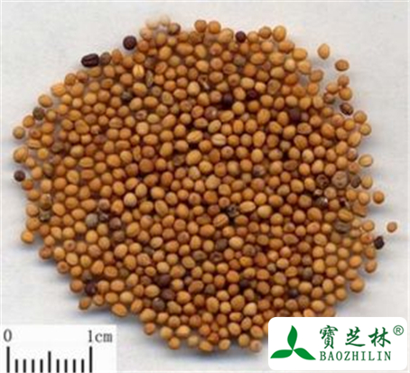 芥子的功效与作用及禁忌
