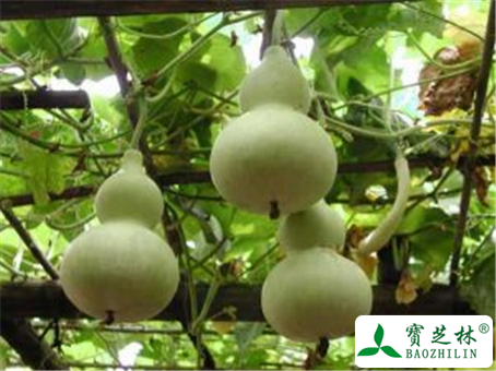 葫芦的功效与作用及禁忌