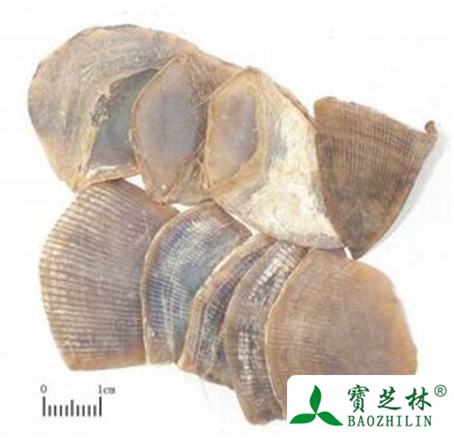 穿山甲的功效与作用及禁忌