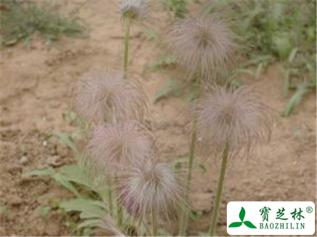 白头翁的功效与作用及禁忌