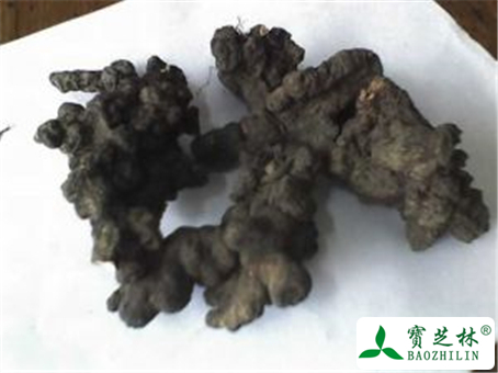 猪苓的功效与作用及禁忌