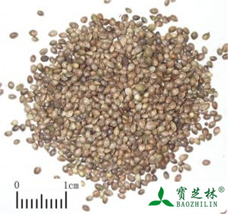 麻仁的功效与作用及禁忌
