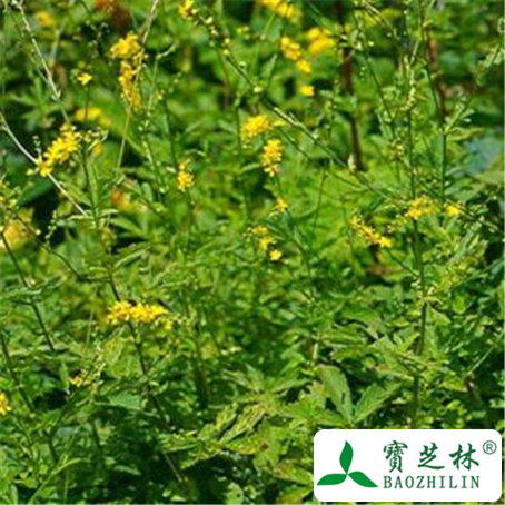 仙鹤草的功效与作用及禁忌