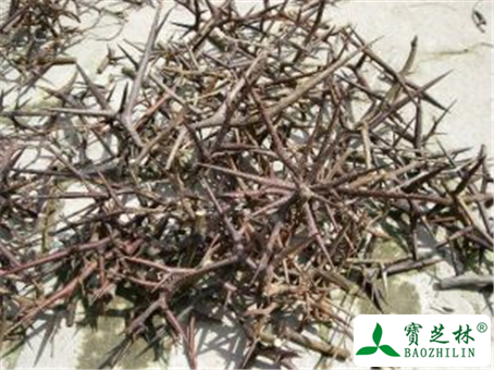 皂角刺的功效与作用及禁忌