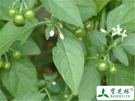 龙葵草的功效与作用及禁忌