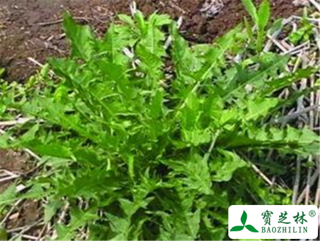 荠菜的功效与作用及禁忌