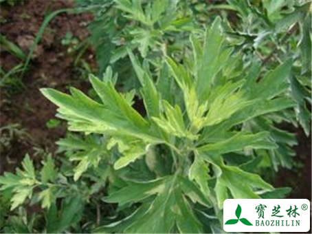 艾蒿的功效与作用及禁忌
