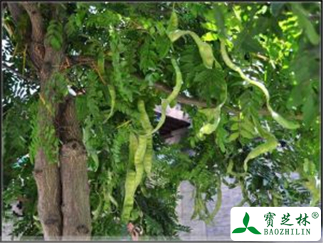 皂角的功效与作用及禁忌