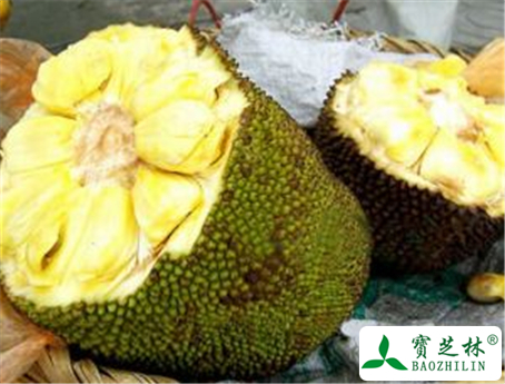 菠萝蜜的功效与作用及禁忌