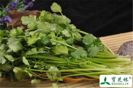 香菜的功效与作用及禁忌