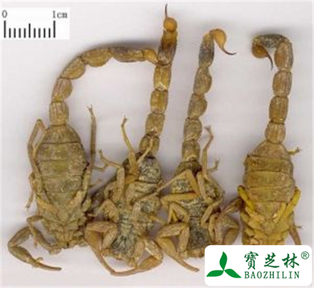 全蝎的功效与作用及禁忌