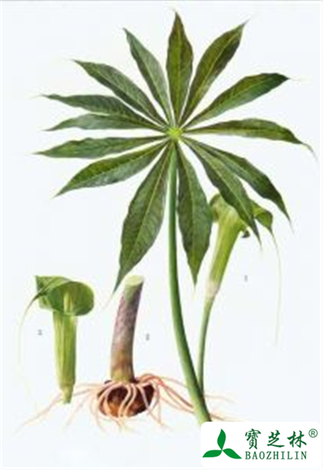 天南星的功效与作用及禁忌