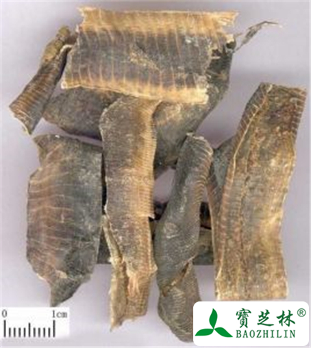 地龙的功效与作用及禁忌