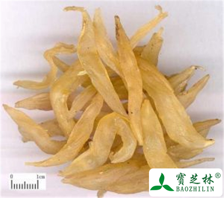 天冬的功效与作用及禁忌