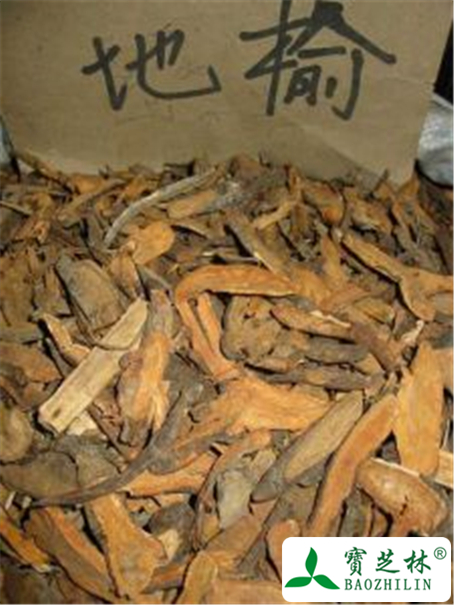 地榆的功效与作用及禁忌