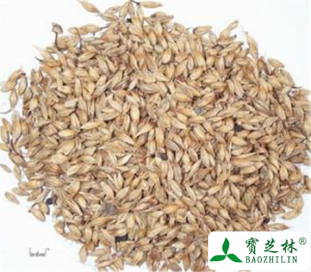 麦芽的功效与作用及禁忌