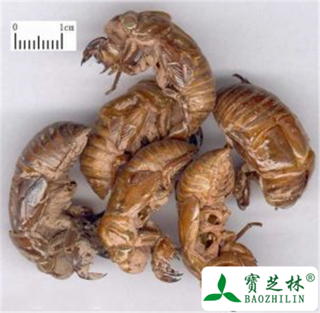 蝉蜕的功效与作用及禁忌