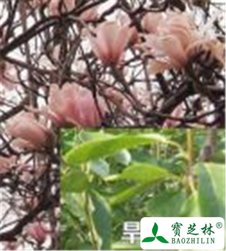 旱莲的功效与作用及禁忌