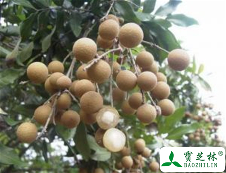龙眼的功效与作用及禁忌
