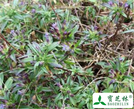 龙胆草的功效与作用及禁忌