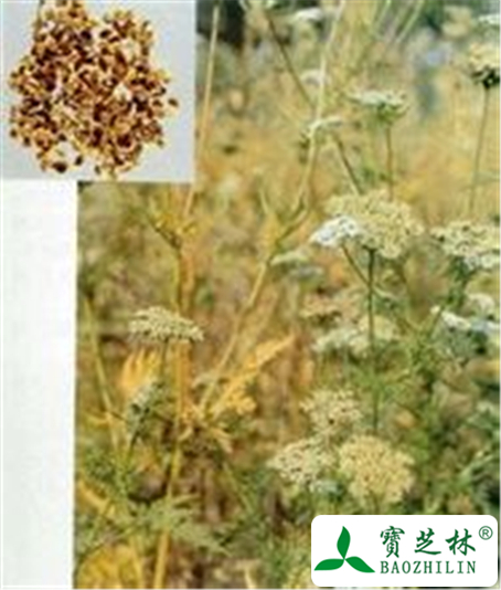蛇床子的功效与作用及禁忌