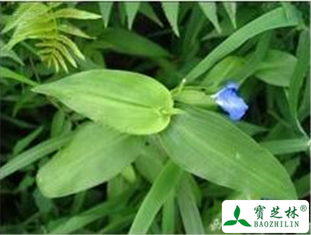 鸭跖草的功效与作用及禁忌