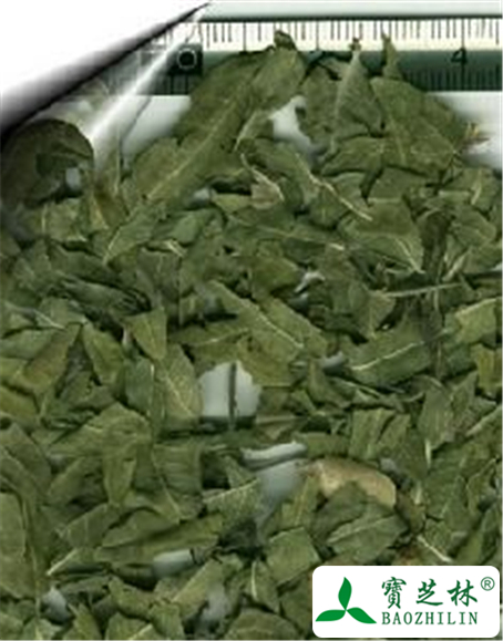 罗布麻叶的功效与作用及禁忌