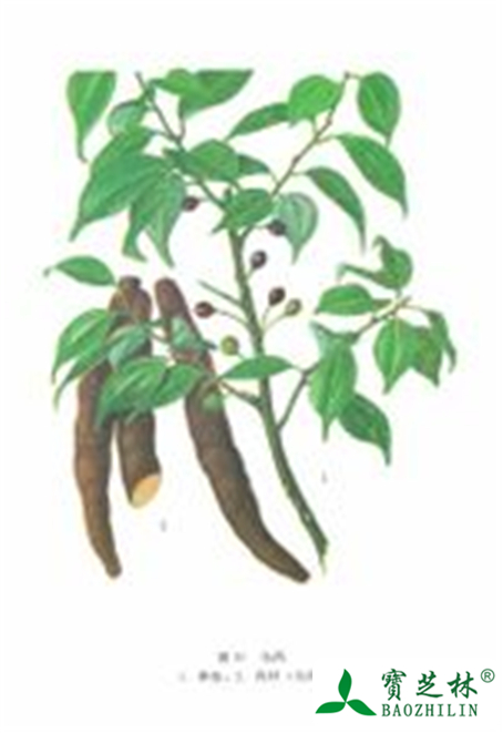 乌药的功效与作用及禁忌