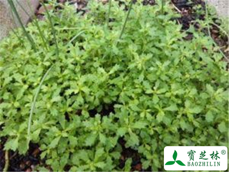 鹅不食草的功效与作用及禁忌