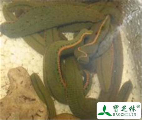 水蛭的功效与作用及禁忌
