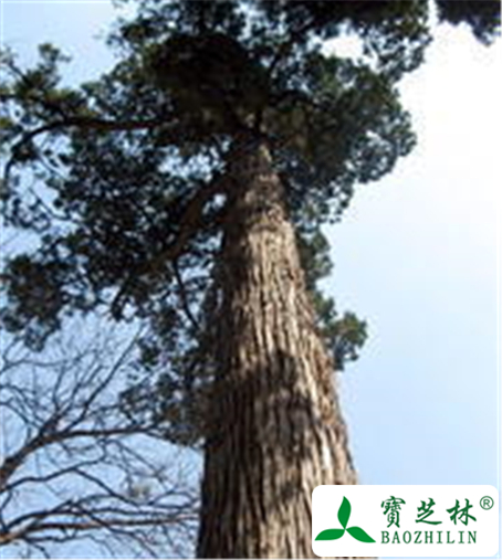 侧柏的功效与作用及禁忌
