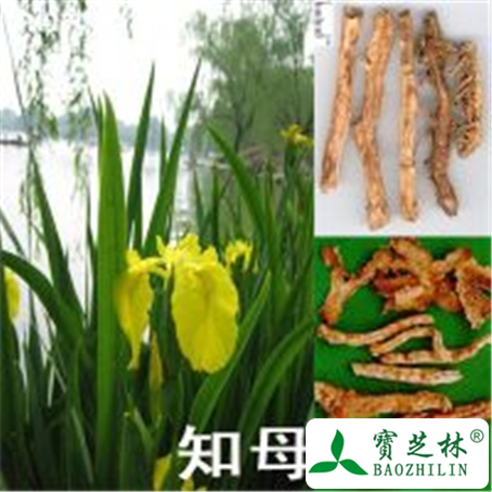 知母的功效与作用及禁忌