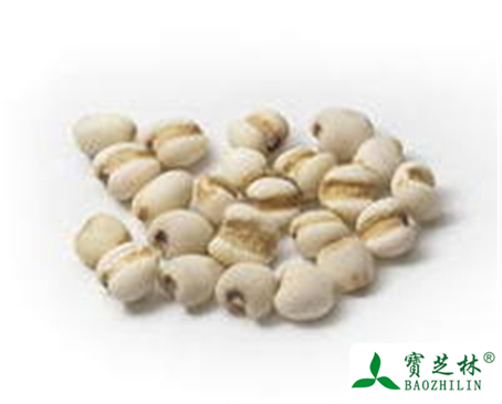 苡仁的功效与作用及禁忌