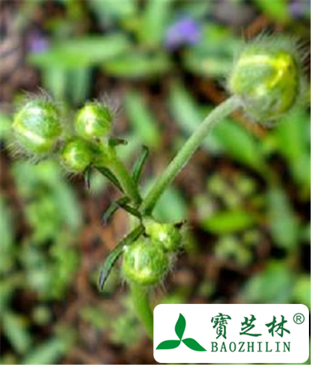 猫爪草的功效与作用及禁忌