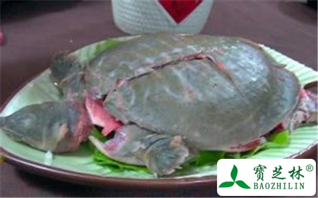 青蒿鳖甲汤的功效与作用及禁忌