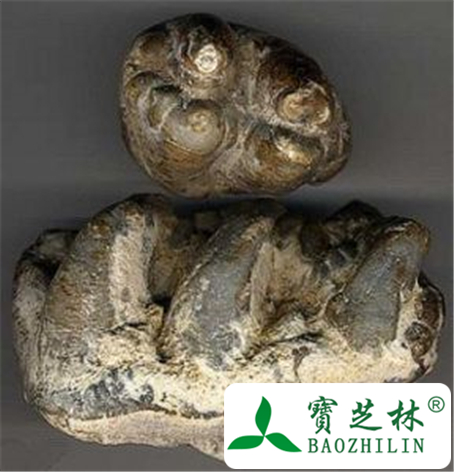 龙齿的功效与作用及禁忌