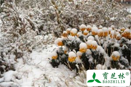 昆仑雪菊的功效与作用及禁忌