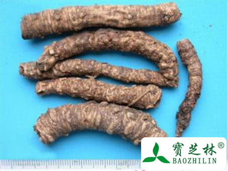 胡黄连的功效与作用及禁忌