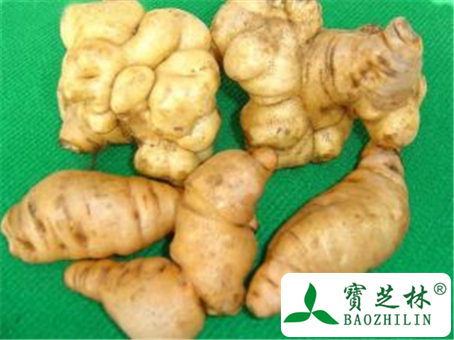 生地黄的功效与作用及禁忌