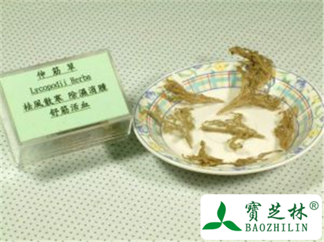 伸筋草的功效与作用及禁忌