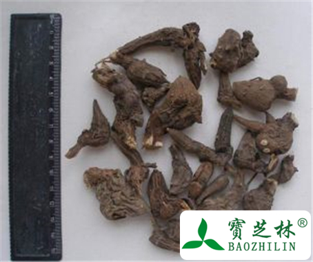 制草乌的功效与作用及禁忌