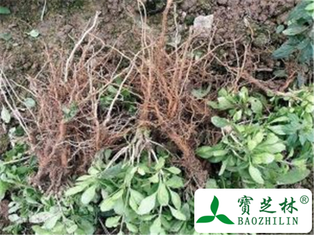 枸杞根的功效与作用及禁忌