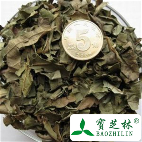 柿子叶的功效与作用及禁忌