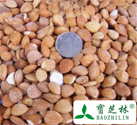 苦杏仁的功效与作用及禁忌