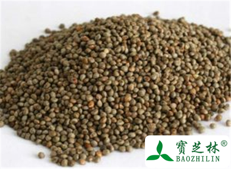 紫苏子的功效与作用及禁忌