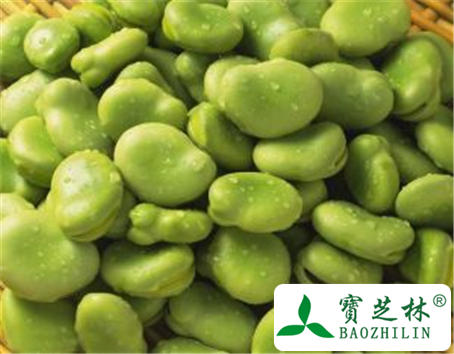 蚕豆的功效与作用及禁忌