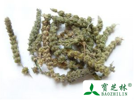 荆芥穗的功效与作用及禁忌