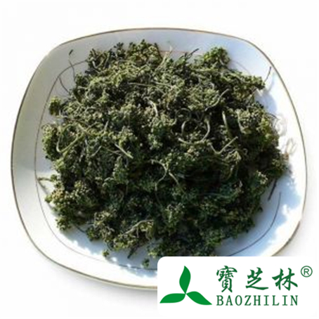 人参花的功效与作用及禁忌