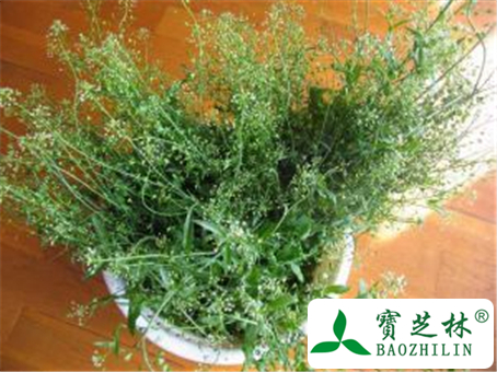 荠菜花的功效与作用及禁忌
