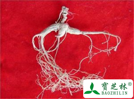 野山参的功效与作用及禁忌